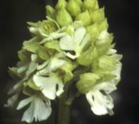 Orchis purpurea2